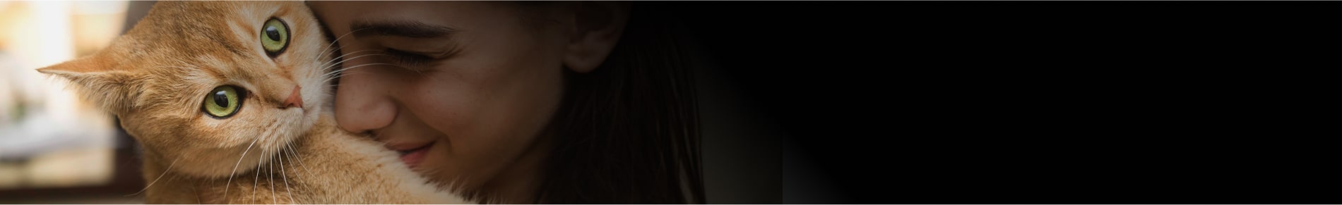 מזון לחתולים