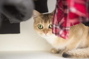 הסימנים לכך שהחתול שלכם מתחיל להתבגר