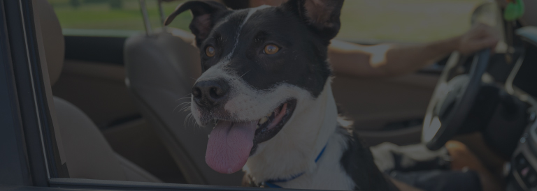 למה סולמייט?