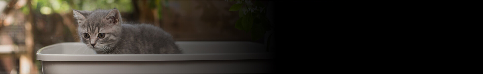 חול לחתולים