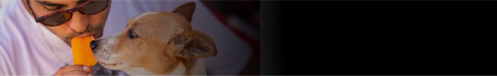 אוכל רטוב לכלבים