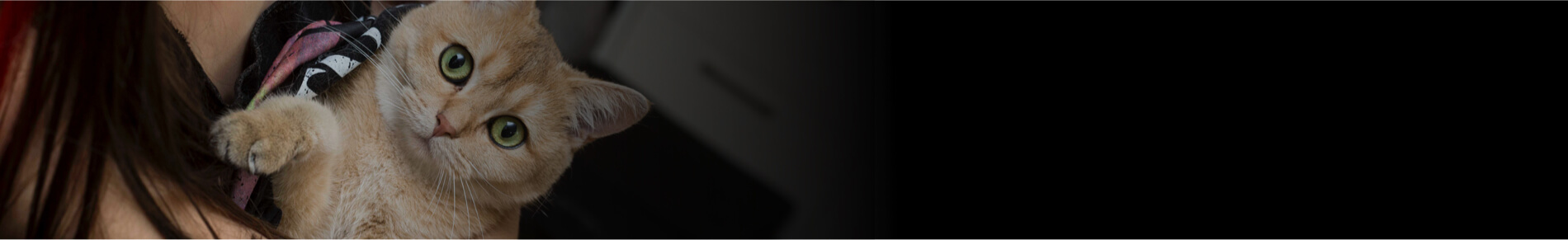 אוכל רטוב לחתול