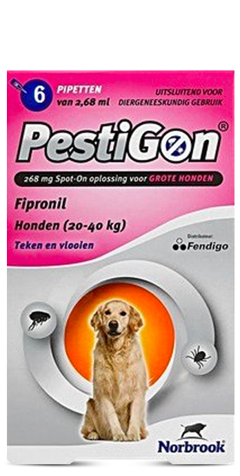 פסטיגון לכלבים מגזע גדול